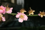 Prunus mume 'Omoi-no-mama' RCP2-2014 010.JPG